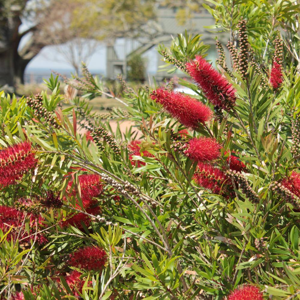 1 gal. Bottlebrush Shrub with Red Flowers - Hercitys