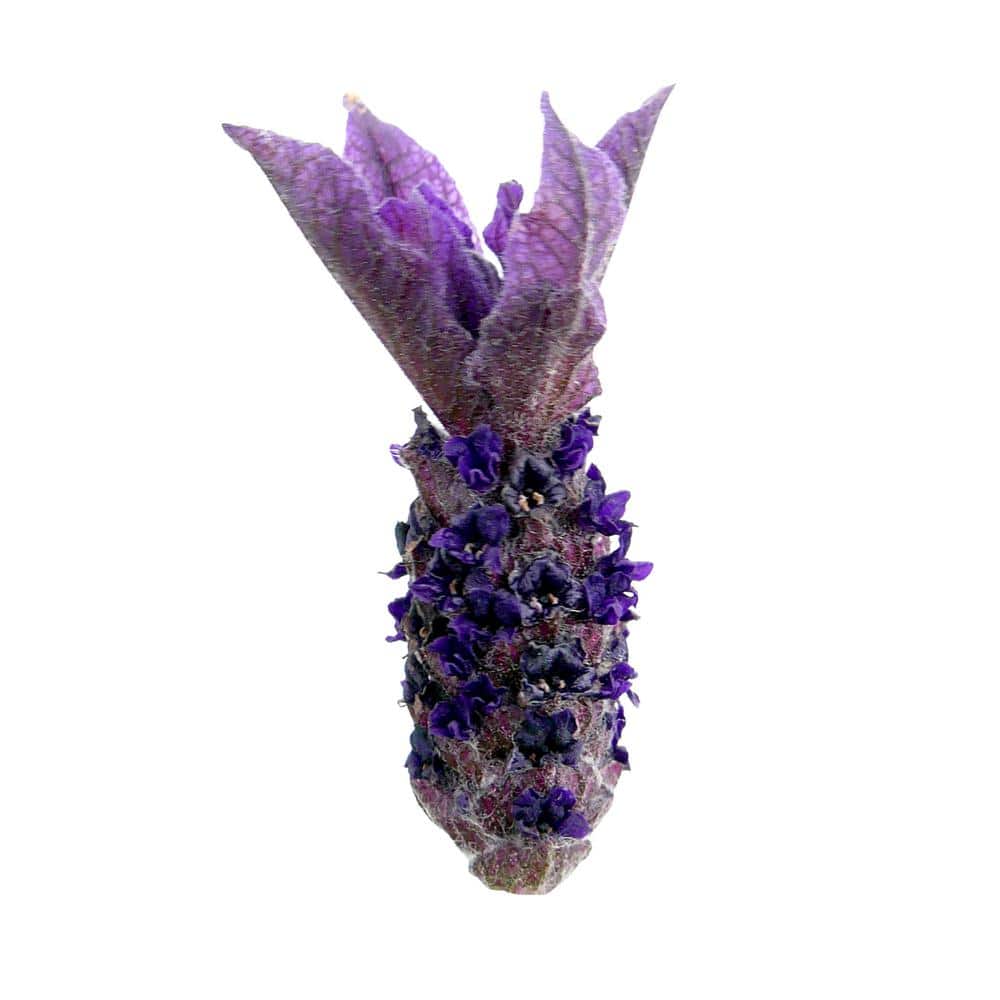 2.5 Qt. Spanish Purple Perennial Lavender Stoechas - Hercitys