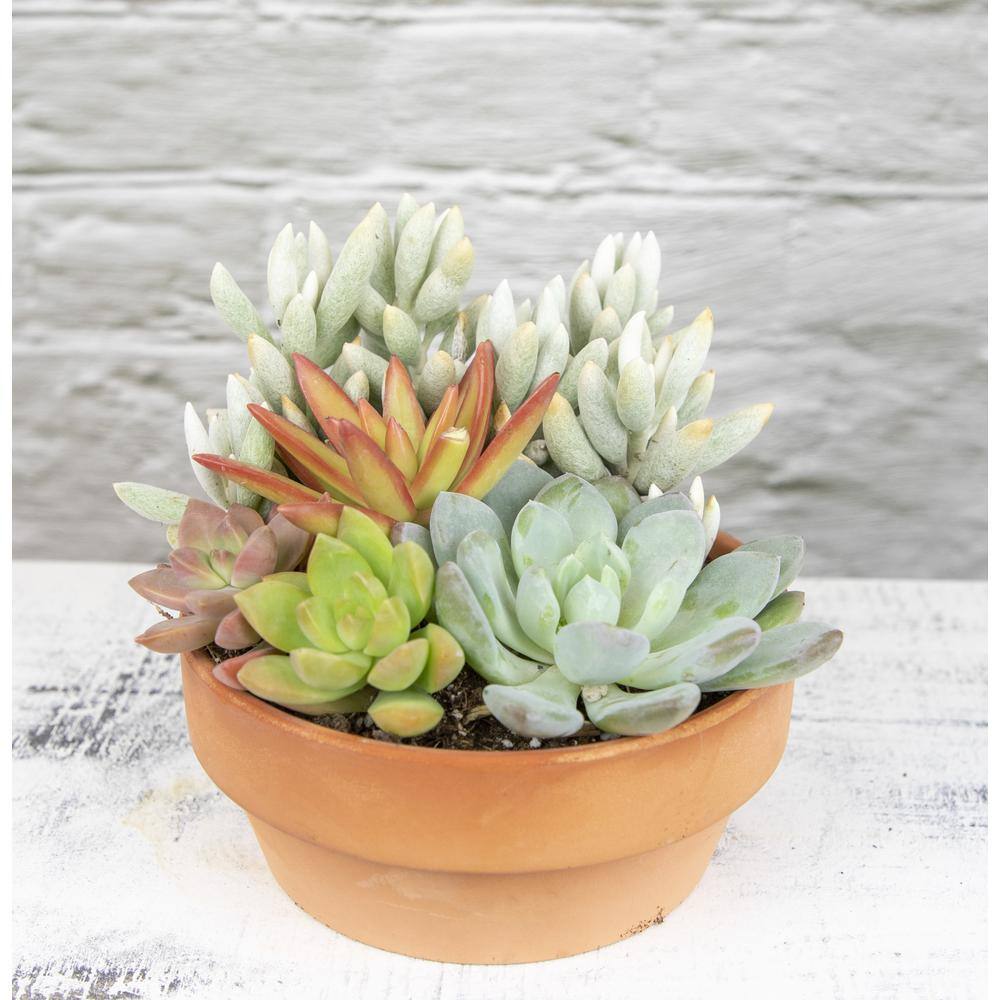 5 in. Succulent Garden in Deep Dish Terra Cotta Clay Planter - Hercitys