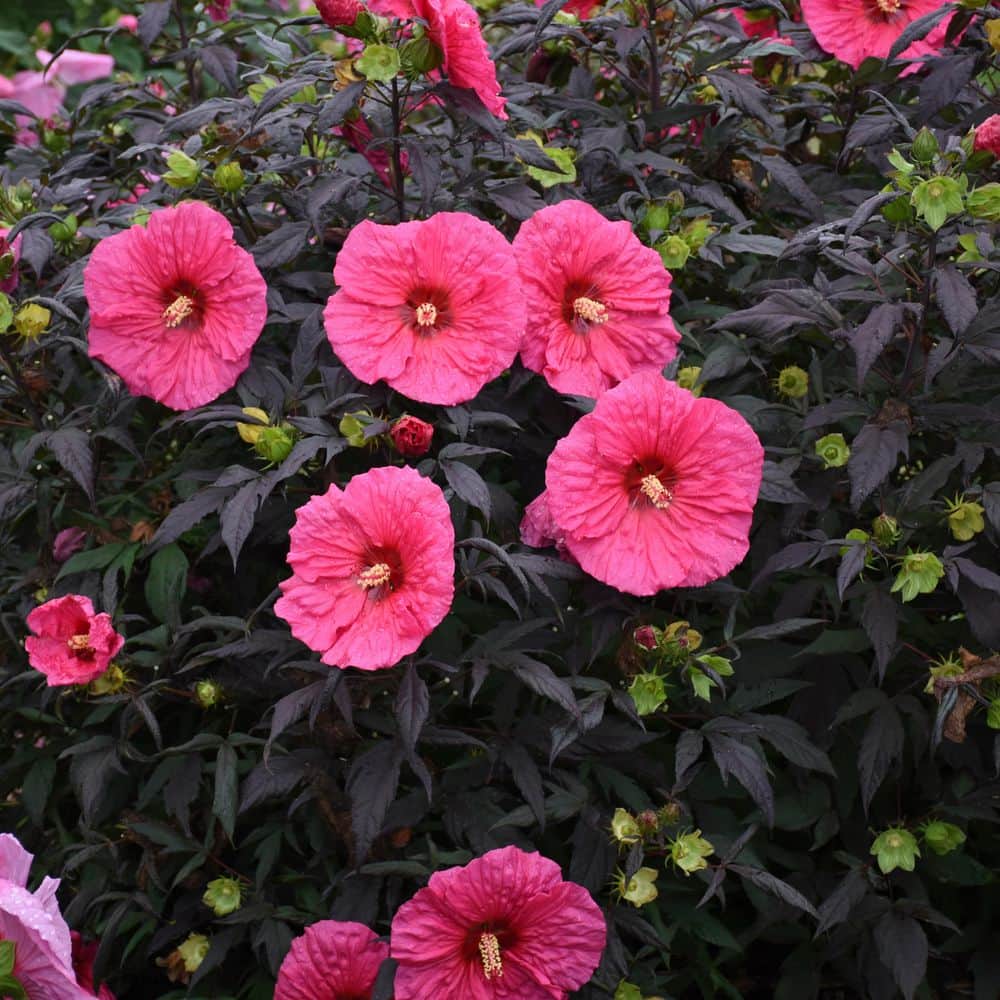2 Gal. Summerific Evening Rose Rose Mallow (Hibiscus Hybrid) Live Perennial Plant with Pink Flowers - Hercitys