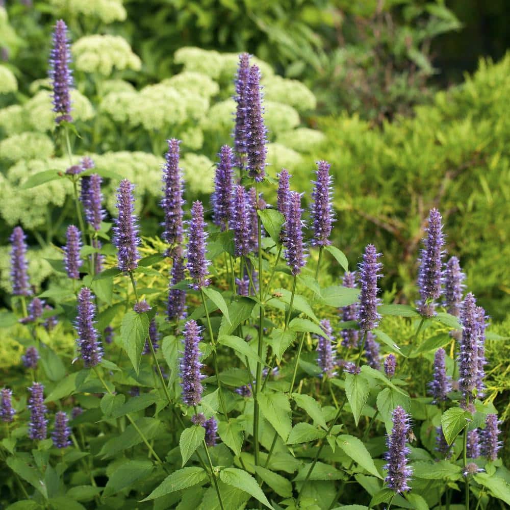 3.25 in. Little Adder Agastache Perennial Plant with Purple Flowers 3-Piece - Hercitys
