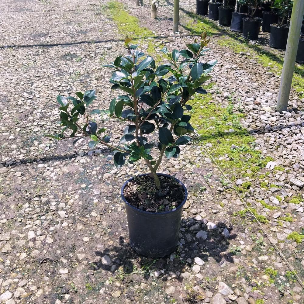 2.5 qt. Yuletide Camellia (Sasanqua) Shrub with Christmas Red Blooms - Hercitys