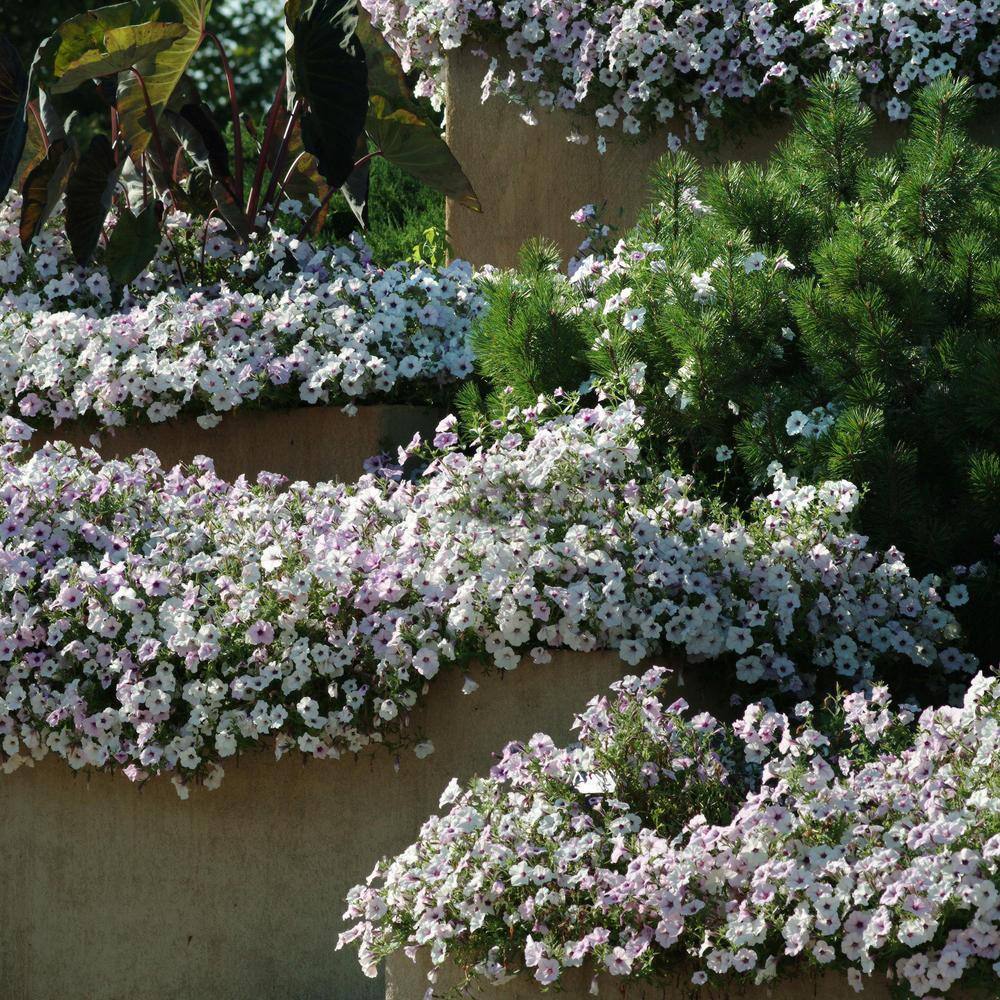 4 in. Silver Tidal Wave Petunia Annual Plant with Silver-White Flowers (3-Pack) - Hercitys