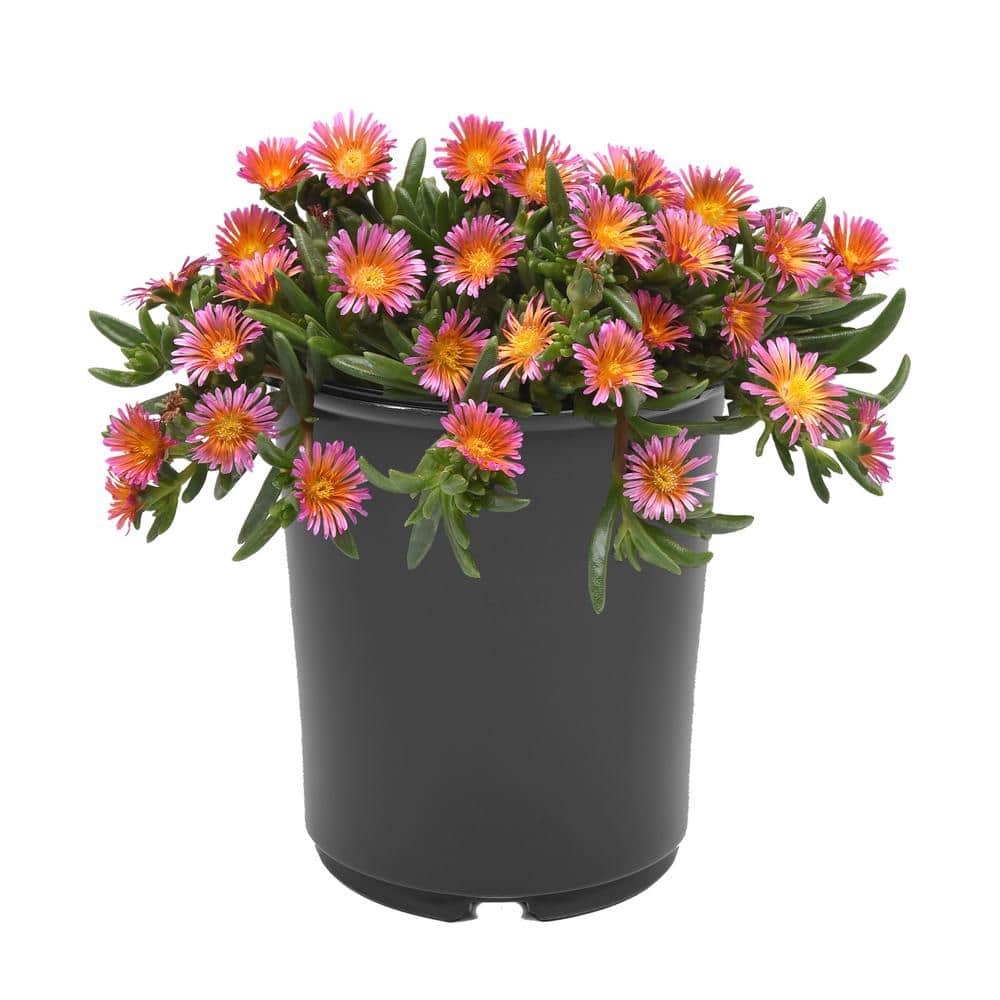 2.5 qt. Delosperma Ocean Sunset Perennial Plant with Orange and Fuchsia Flowers-(1-Pack) - Hercitys