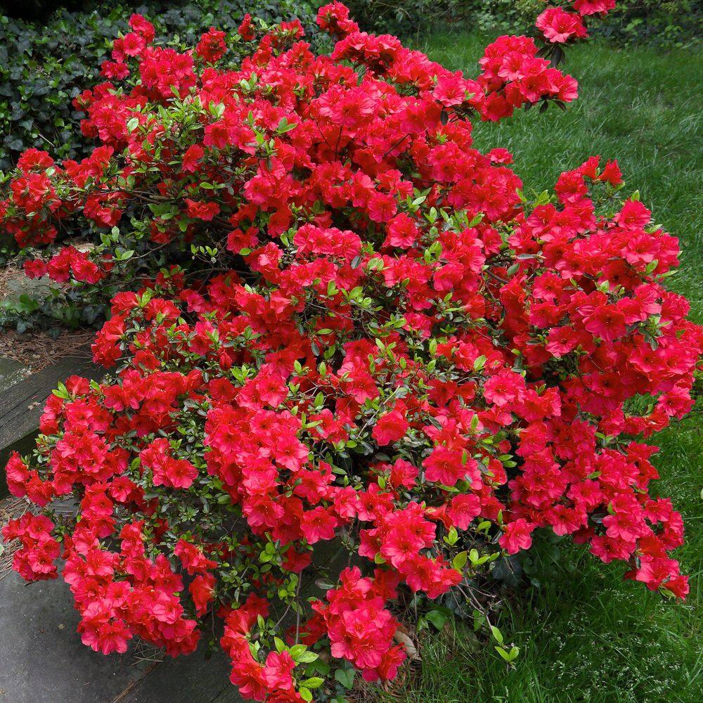 2.5 Quart Azalea ‘Stewartstonian’ Flowering Shrub with Red Flowers - Hercitys