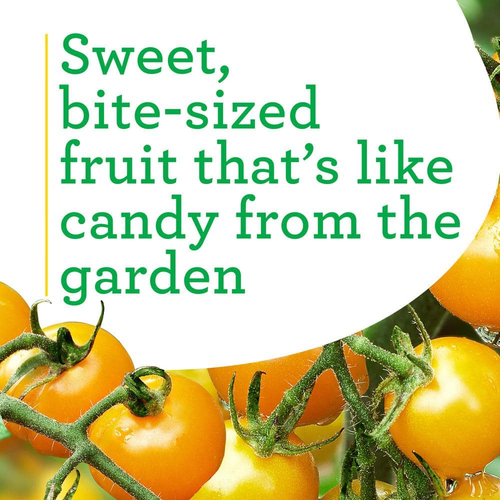 19 oz. Yellow Cherry Tomato Plant (2-Pack) - Hercitys