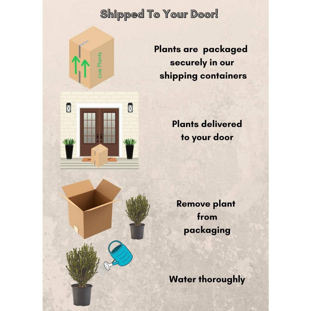 2.5 Qt. Wintergreen Boxwood Shrub Plant - Hercitys