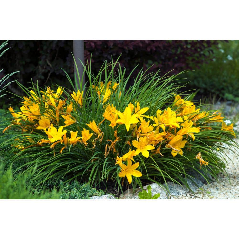1 Gal. Happy Returns Daylily Numerous Golden Flowers Rebloom Until First Frosts - Hercitys
