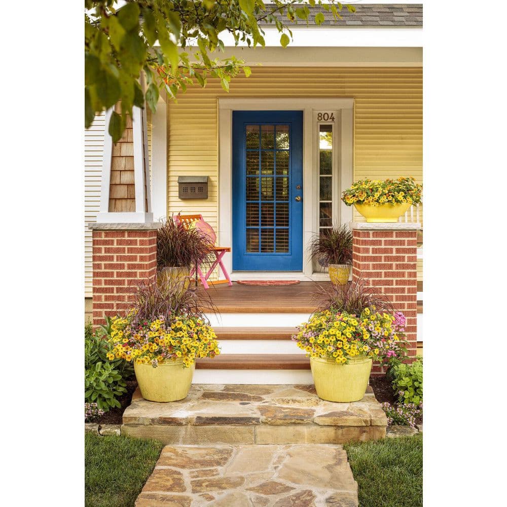 4.25 in. Eco+Grande Supertunia Honey (Petunia) Live Plant, Yellow Flowers (4-Pack) - Hercitys