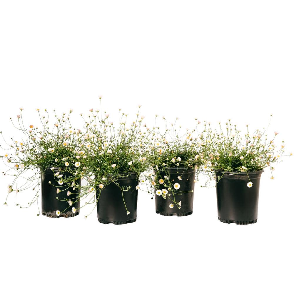 #1 Container Fleabane Daisy Plants (4-Pack) - Hercitys