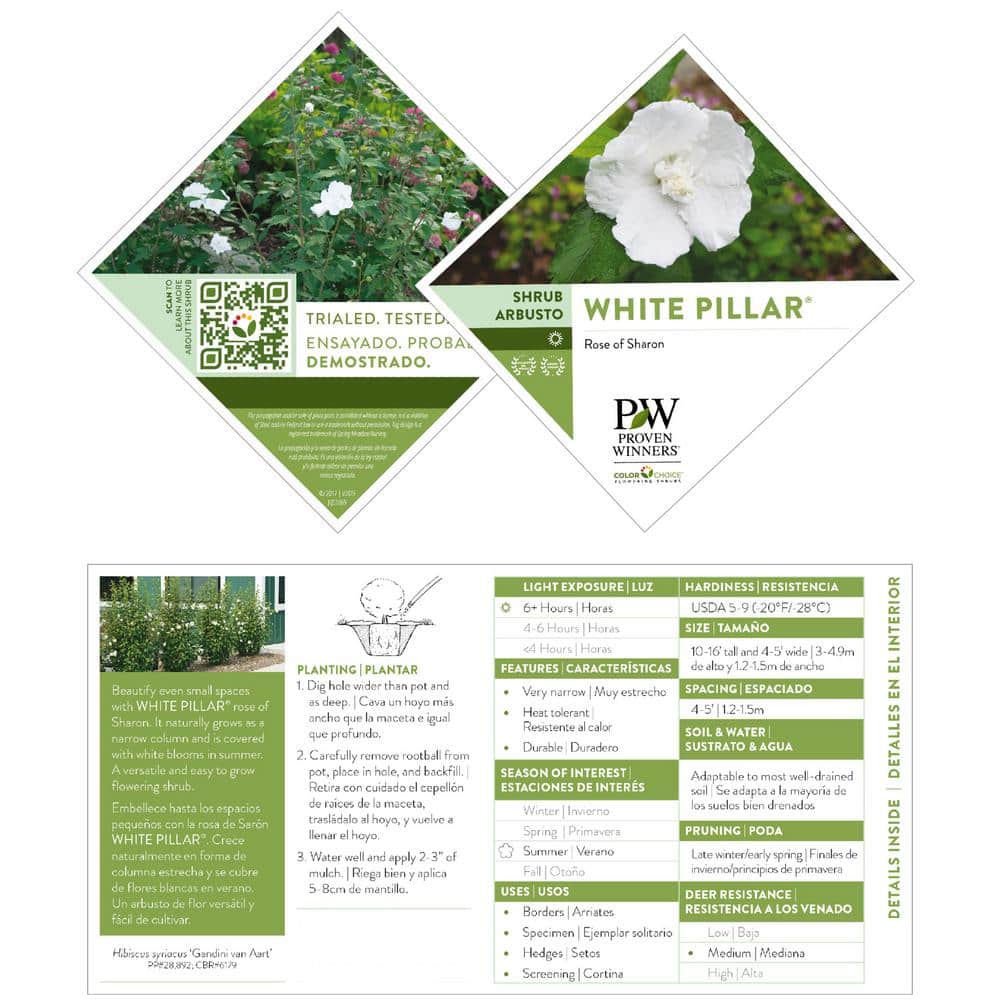 2 Gal. White Pillar Rose of Sharon (Hibiscus) Plant with White Flowers - Hercitys