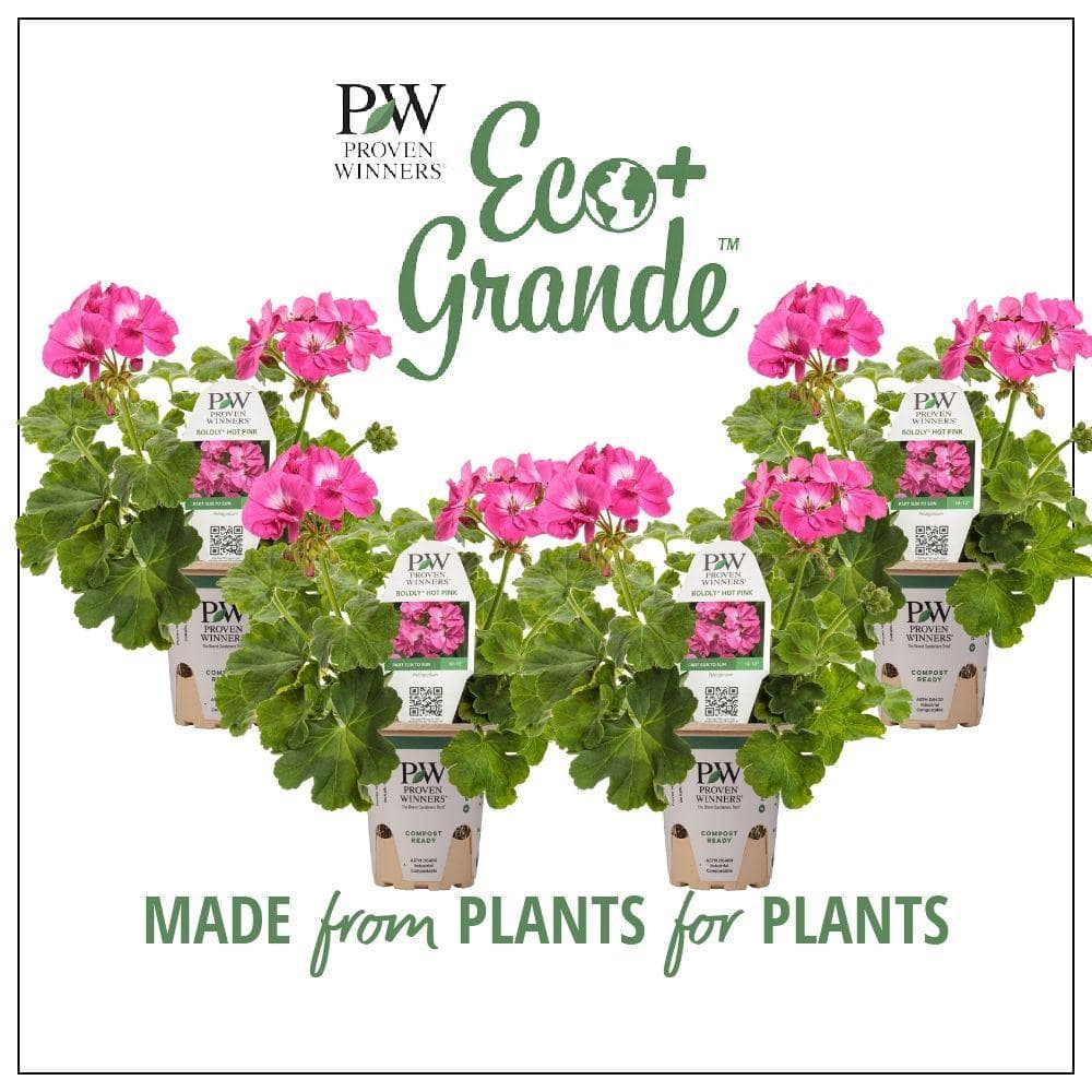 4.25 in. Eco+Grande Boldly Hot Pink Geranium (Pelargonium) Live Plant, Bright Pink Flowers (4-Pack) - Hercitys