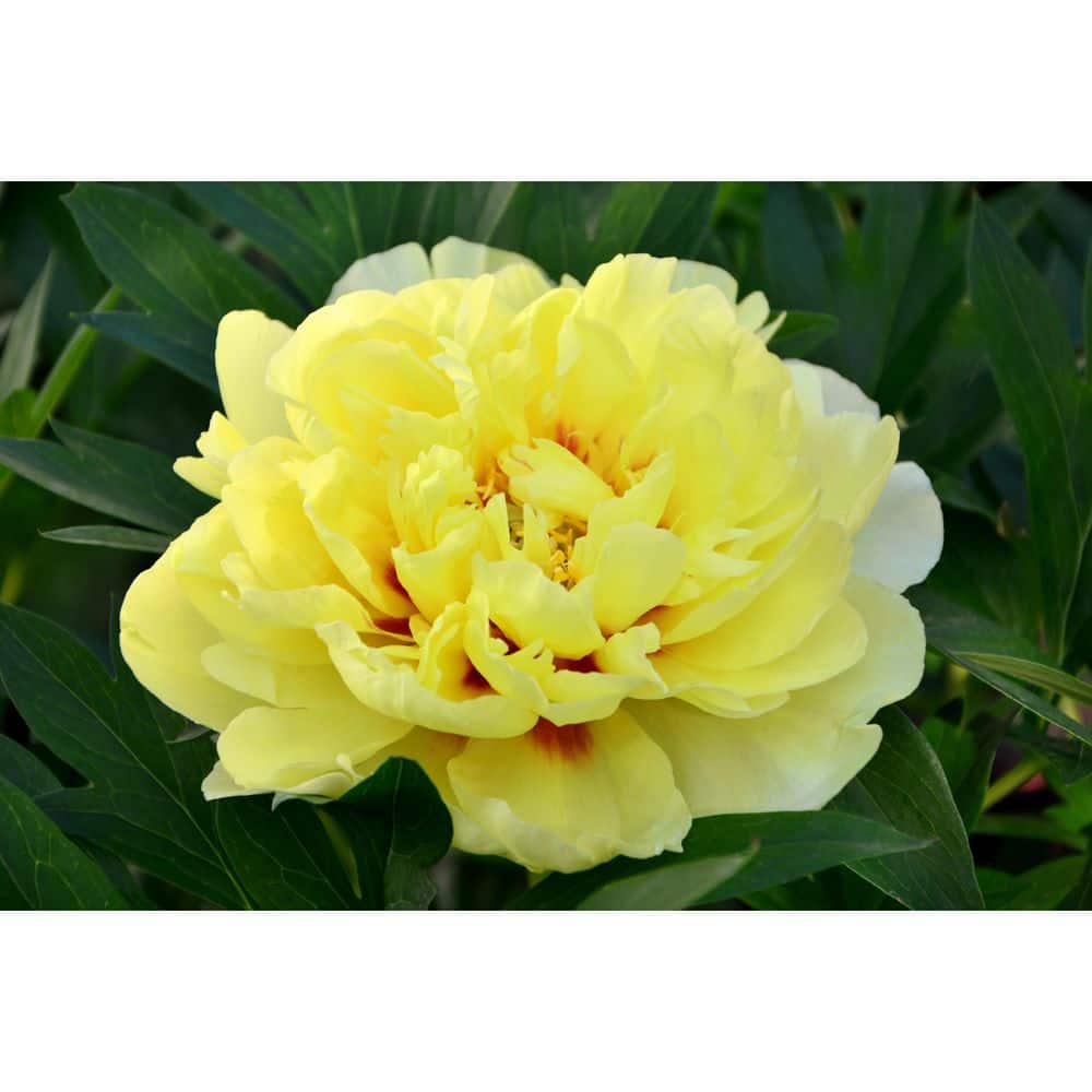 3 Gal. Bartzella Peony (Paeonia Itoh) Live Shrub with Bright Yellow-Deep Red Double Blooms - Hercitys