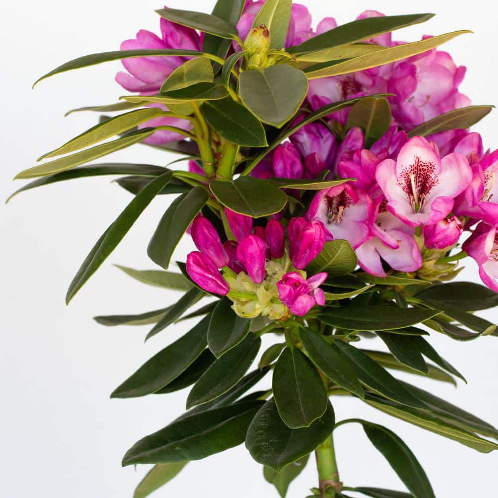 2.5 Qt. Radiance Southgate Rhododendron, Live Evergreen Shrub, Deep Lavender Buds open to Light Purple Blooms - Hercitys