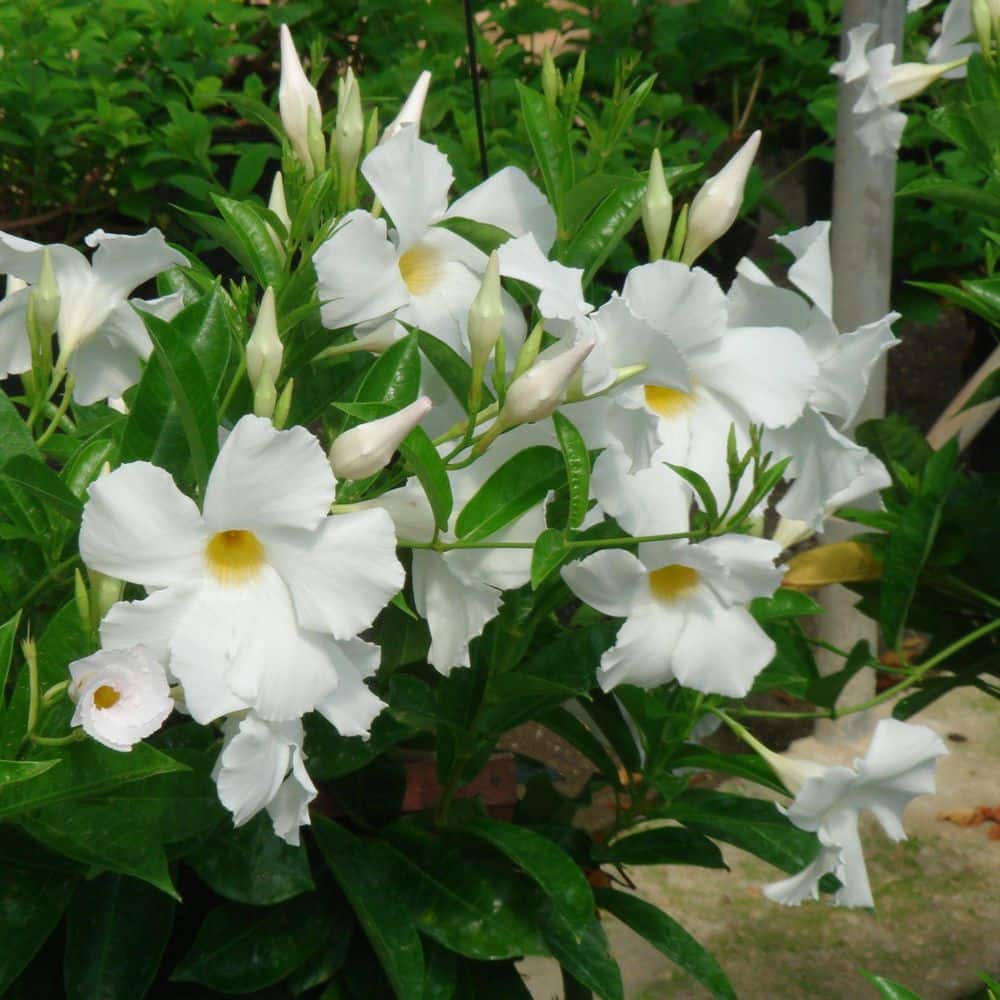 4 in. Mandevilla Plant with White Flowers (12-Pack) - Hercitys