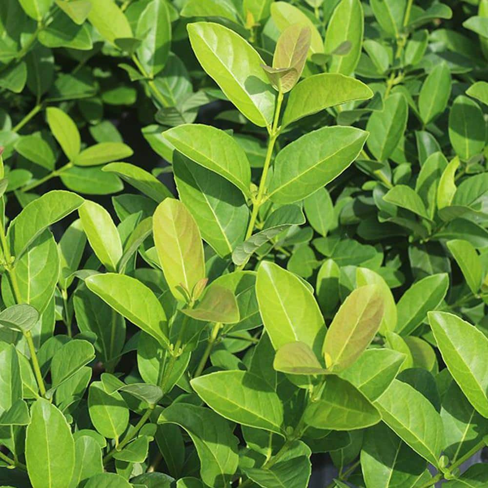 3 ft. to 4 ft. Tall Sweet Viburnum in Grower’s Pot, Fragrant White Flowers - Hercitys