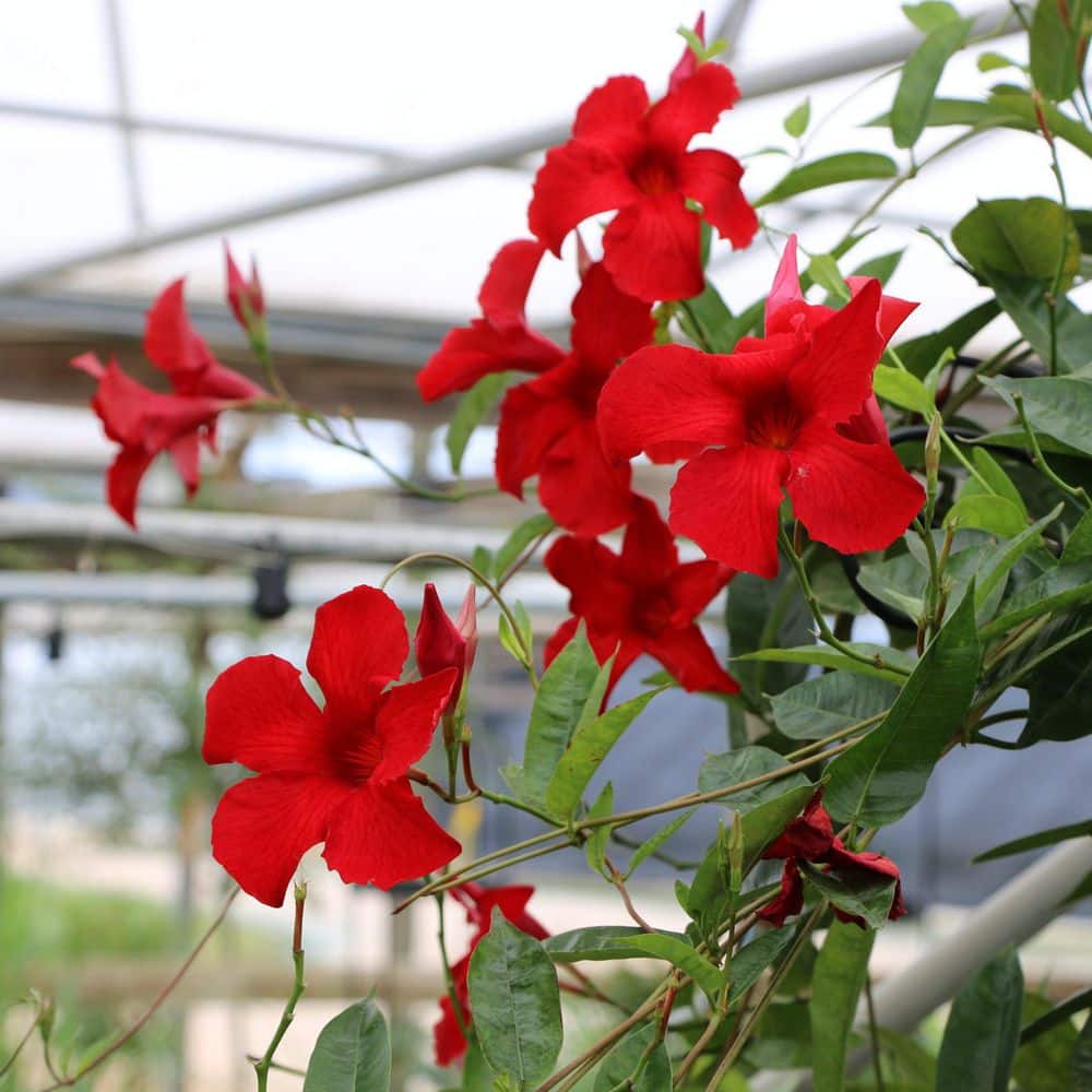 4 in. Mandevilla Plant with Red Flowers (12-Pack) - Hercitys