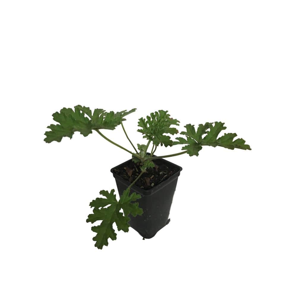 2.25 in. 3-Citronella Annual Plants in 3 Separate Pots - Hercitys