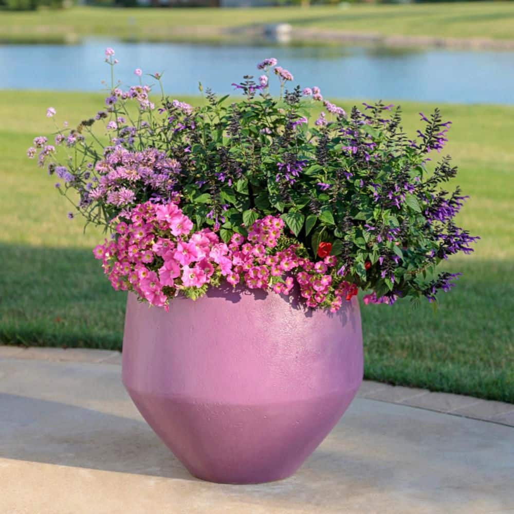 4.25 in. Eco+ Grande Rockin’ Deep Purple Salvia (Hybrid) Live Annual Plant with Purple Flowers 4-Pack - Hercitys