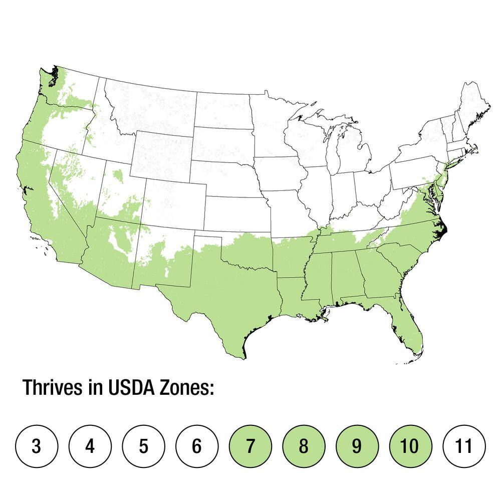 2.5 qt. Diamond Spire Gardenia Live Evergreen Shrub with White Fragrant Blooms - Hercitys