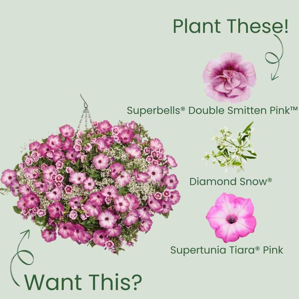 4.25 in. Eco+ Grande Superbells Double Smitten Pink (Calibrachoa hybrid) Live Annual Plant with Pink Flowers 4-Pack - Hercitys