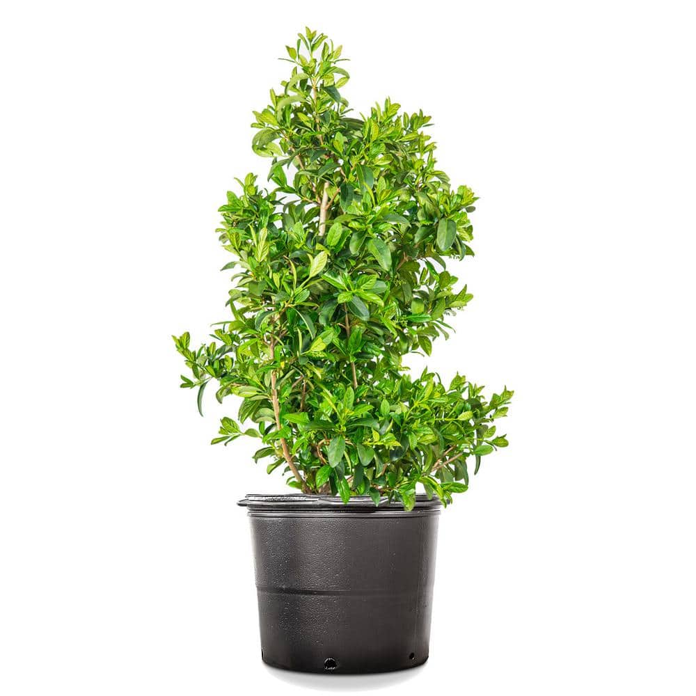 3 ft. to 4 ft. Tall Sweet Viburnum in Grower’s Pot, Fragrant White Flowers - Hercitys