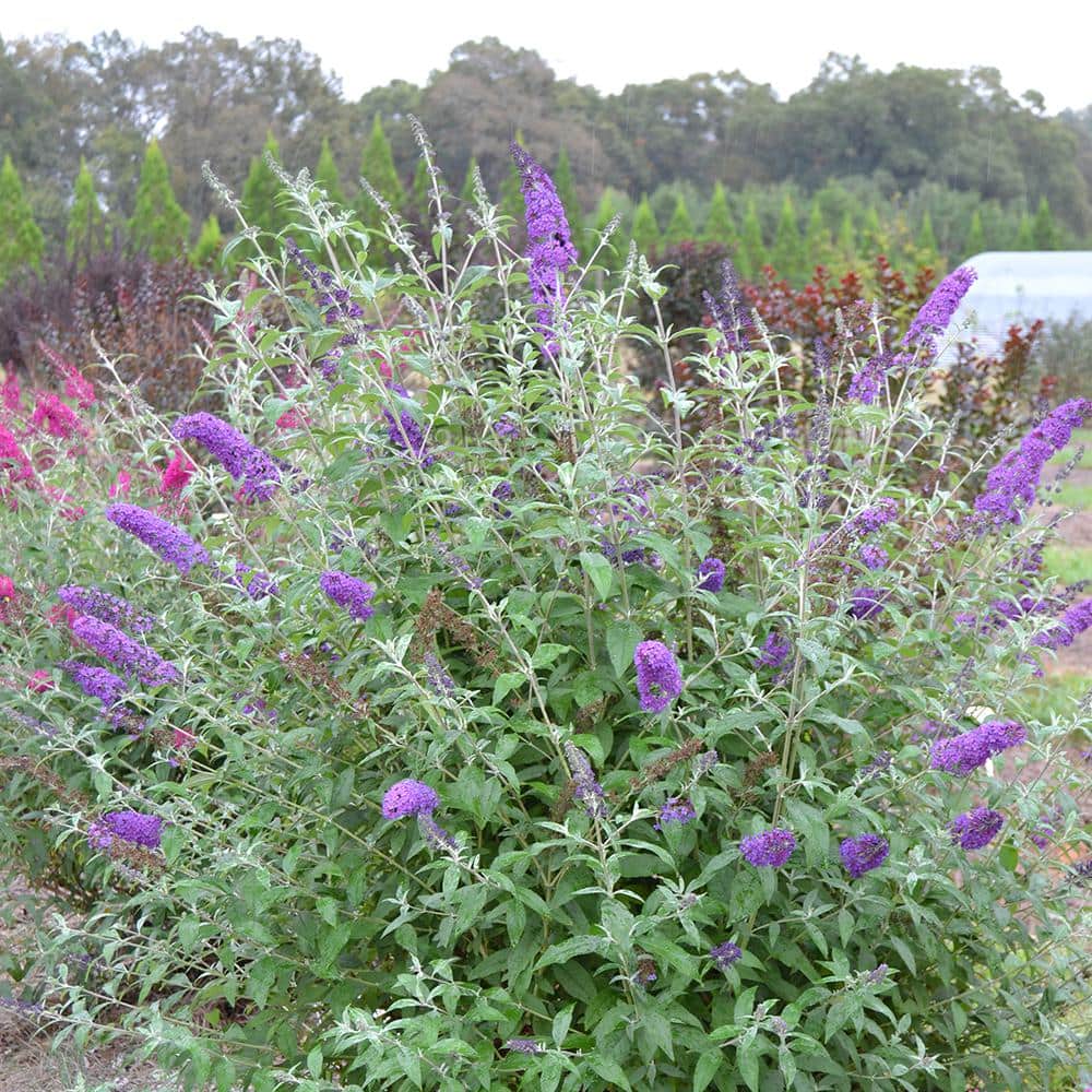 2 Gal. Psychedelic Sky Butterfly Bush Flowering Shrub with Fragrant Blue Flowers - Hercitys