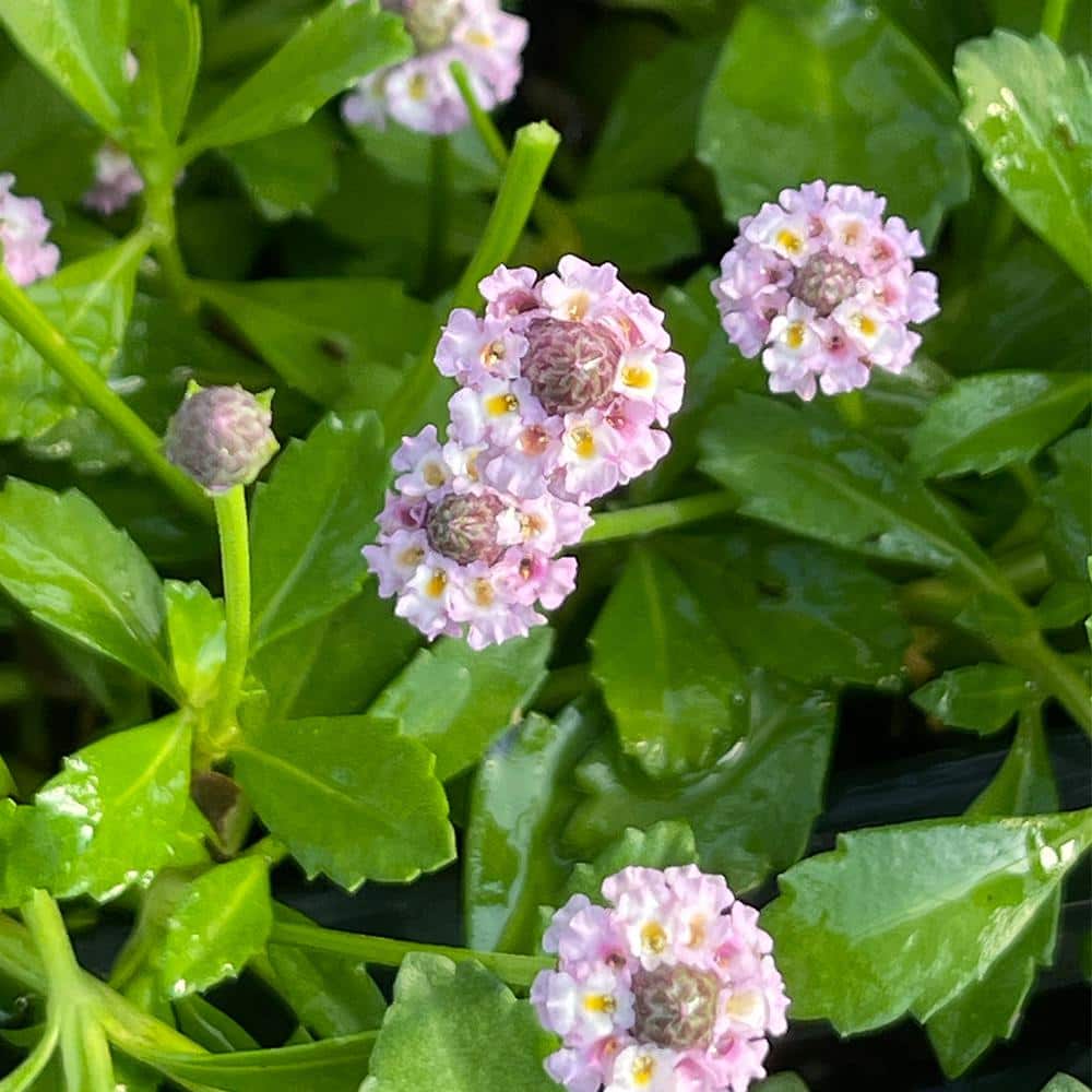 4 in. D x 3.5 in. H Non-Fragrant Turkey Tangle Frogfrui with White/Red/Pink Flowers (5-Pack) - Hercitys