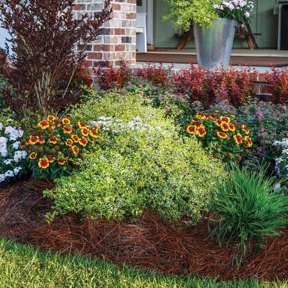 2.5 Qt. Miss Lemon Abelia With Light Pink Flowers, Live Semi-Evergreen Shrub Plant - Hercitys