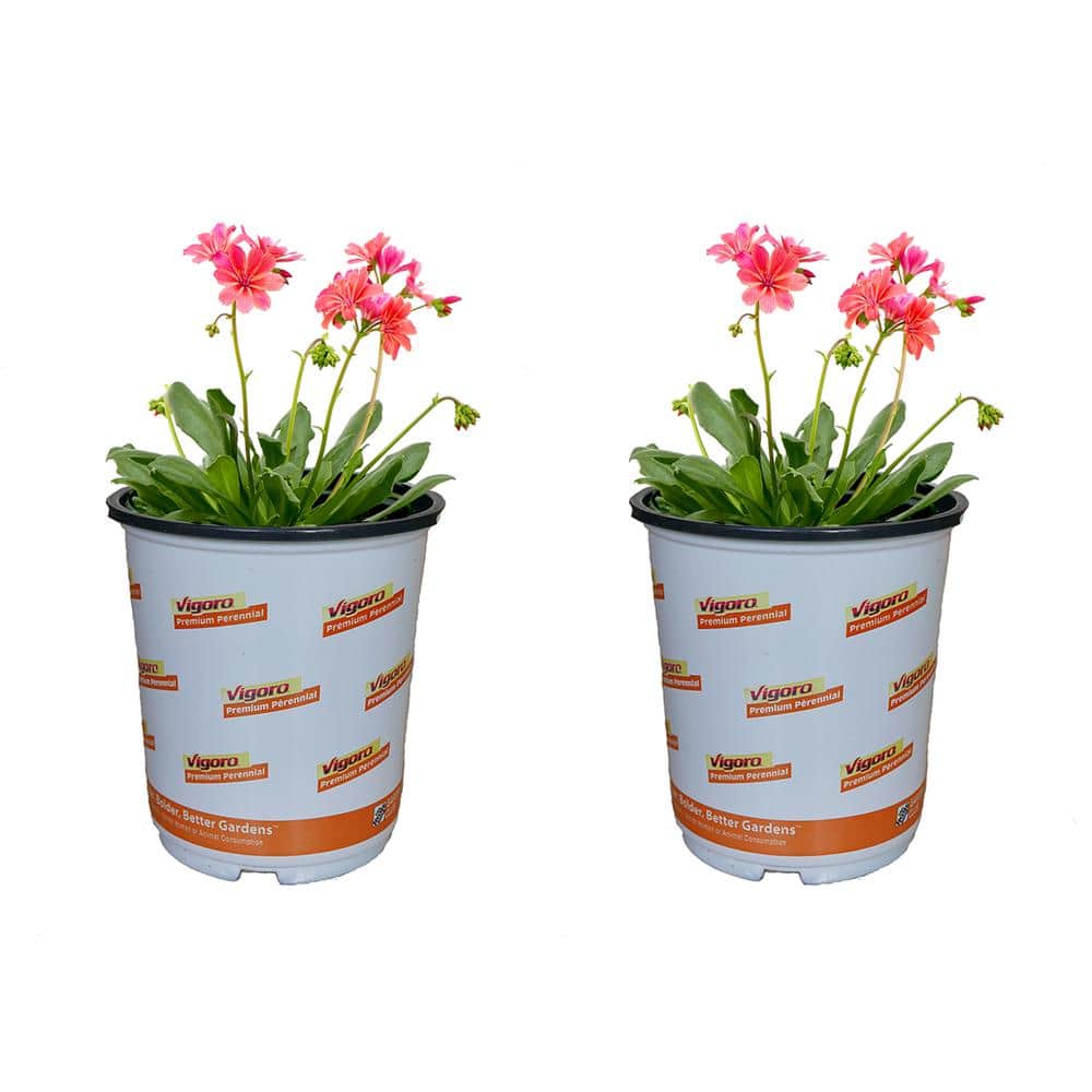 2.5 qt. Lewisia Perennial Plant with Orange Flowers (2-Pack) - Hercitys