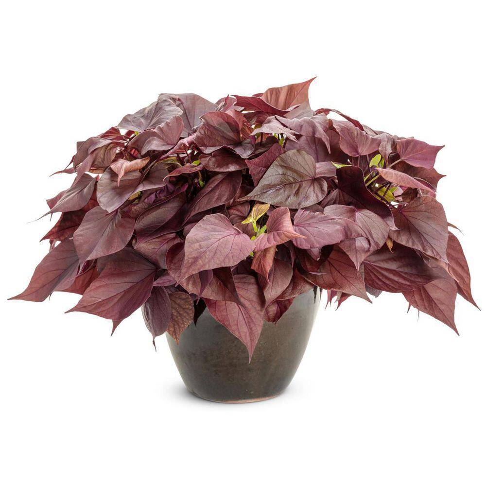4.25 in. Eco+ Grande Sweet Caroline Sweetheart Mahogany Sweet Potato Vine (Ipomoea Hybrid) Live Annual Plant 4-Pack - Hercitys