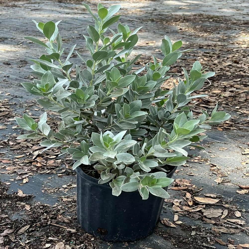 3 Gal. Silver Buttonwood Shrub with White Flowers - Hercitys