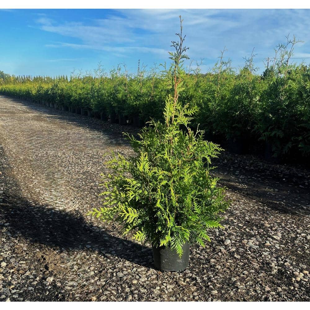 2.25 Gal. Green Giant Arborvitae (Thuja) Live Evergreen Shrub - Hercitys