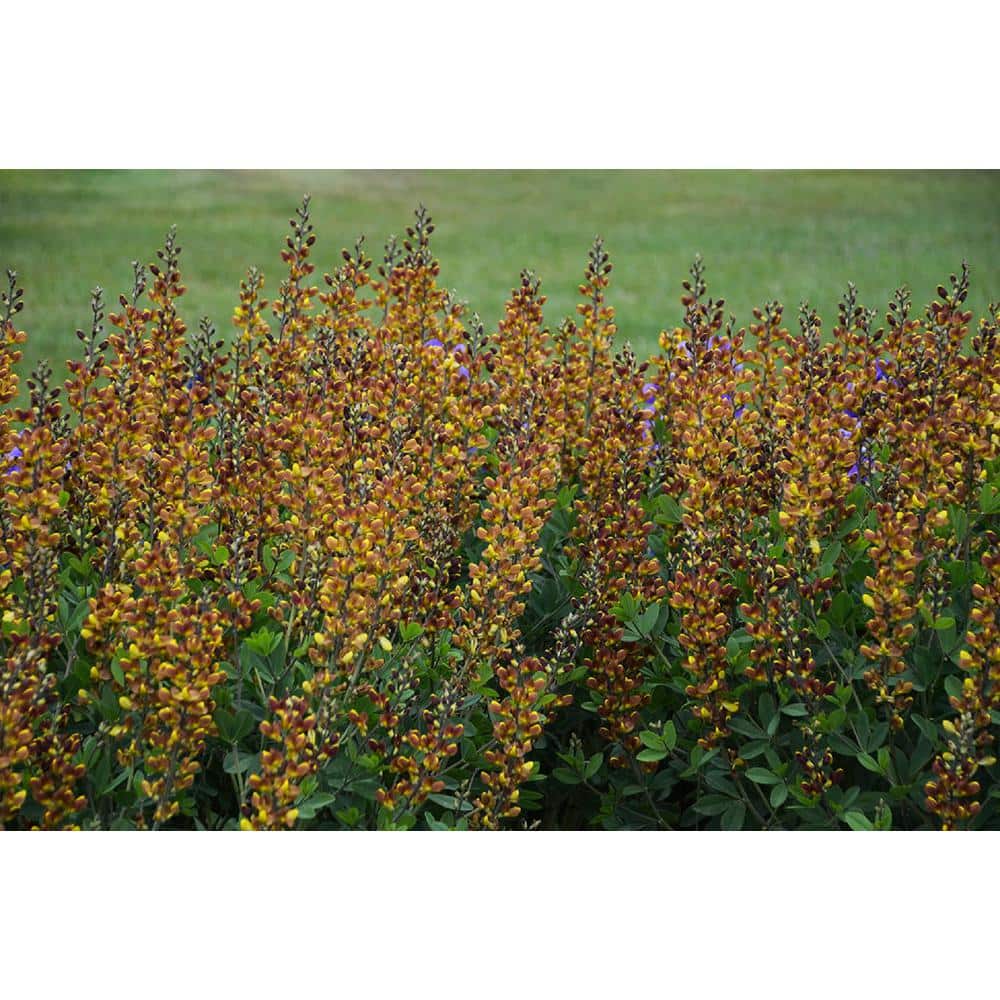 3 Gal. Cherries Jubilee Baptisia Live Perennial Plant (1-Pack) - Hercitys