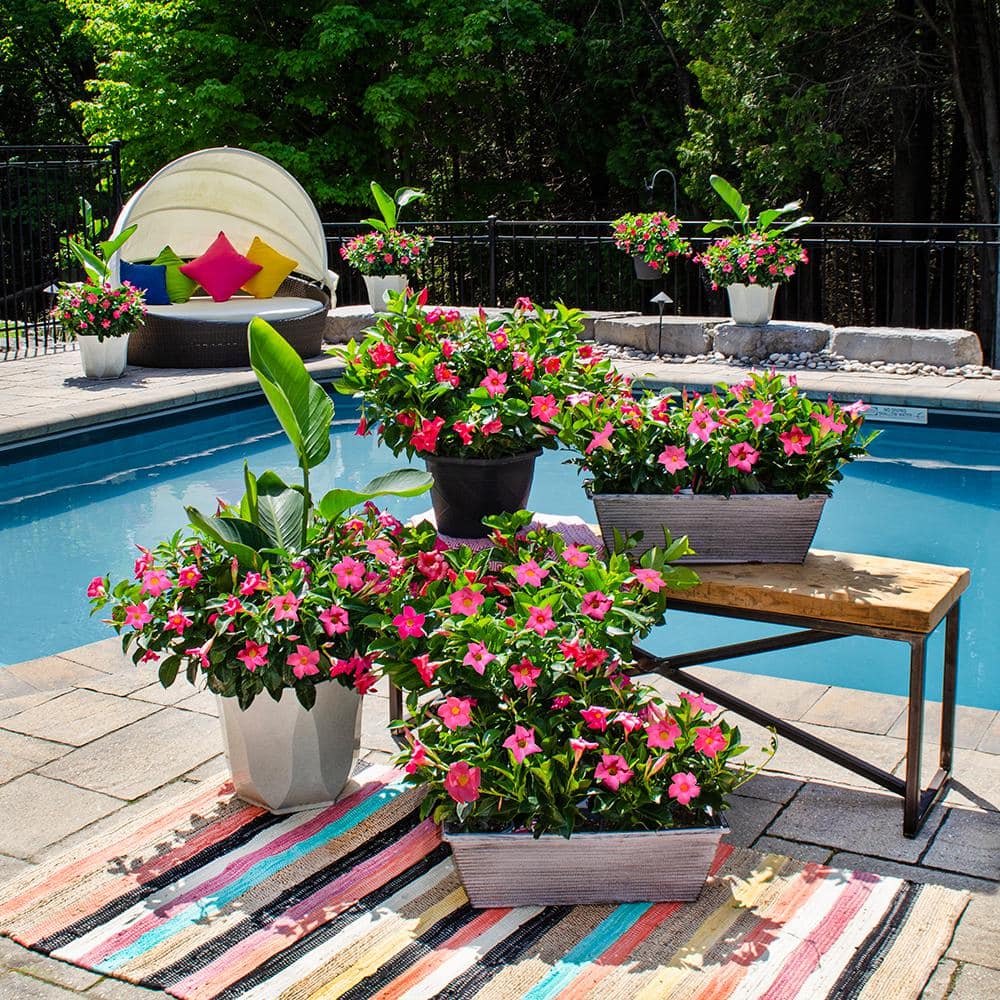 1.5 Pint Dipladenia Flowering Annual Shrub with Pink Flowers - Hercitys