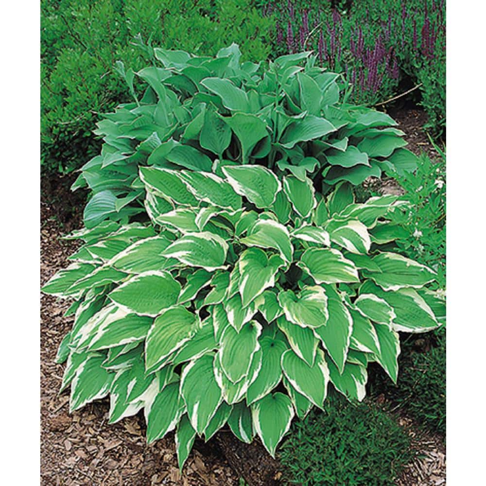 2 Gal. Hosta Variegated Live Perennials Plant (1-Pack) - Hercitys