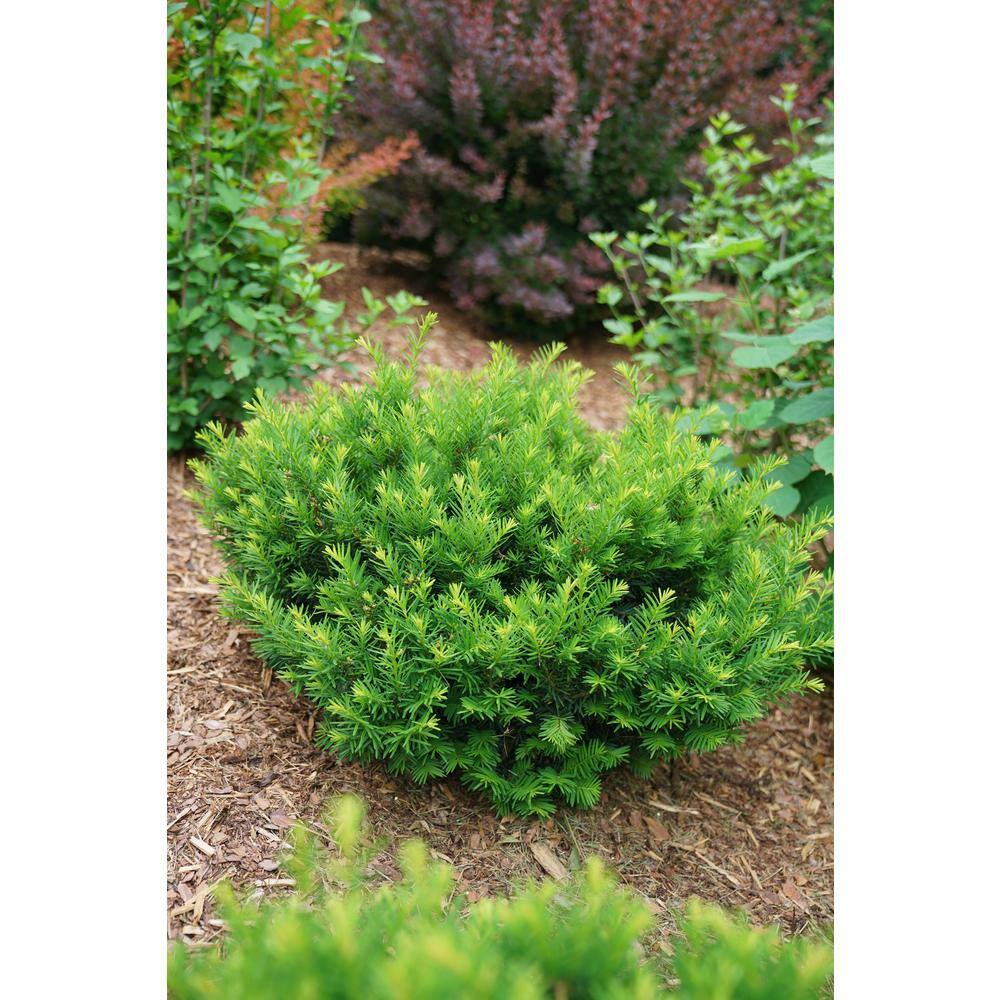 4.5 in. Qt. Stonehenge Dark Druid Yew (Taxus x Media) Shrub - Hercitys