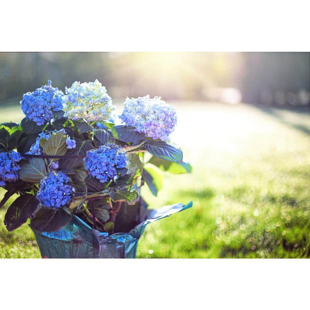 1 Gal. Let’s Dance Rhythmic Blue Hydrangea Shrub Reblooming Skyblue Flowers - Hercitys