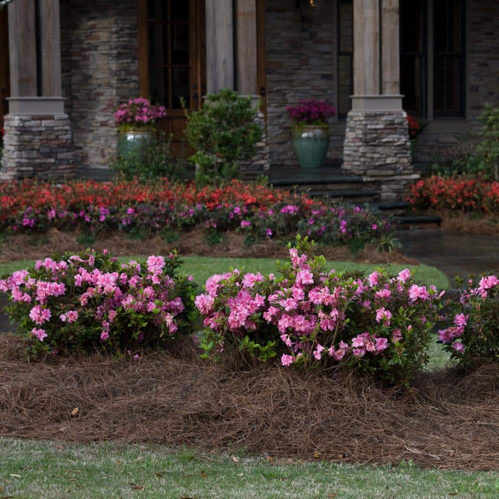 3 Gal. Autumn Carnation Reblooming Azalea Shrub with Pink Flowers - Hercitys