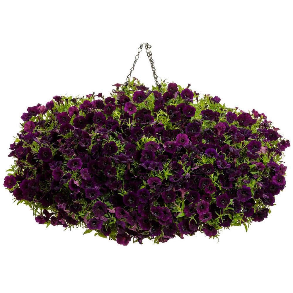 4.25 in. Eco Plus Grande, Supertunia Mini Vista Midnight Live Annual Plant, Purple Flowers (4-Pack) - Hercitys