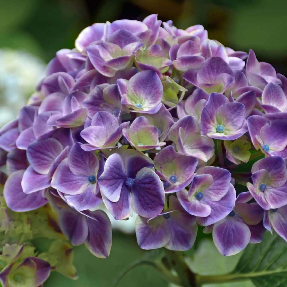 2 Gal. Hydrangea Violet Crown Shrub with Purple Flowers - Hercitys