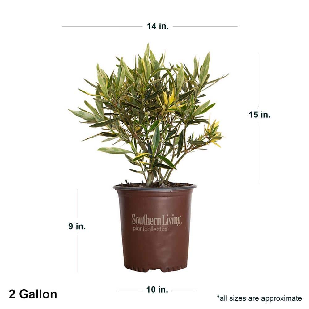 2 Gal. Twist of Pink Oleander, Evergreen Shrub, Green and White Variegated Foliage, Pink Blooms - Hercitys