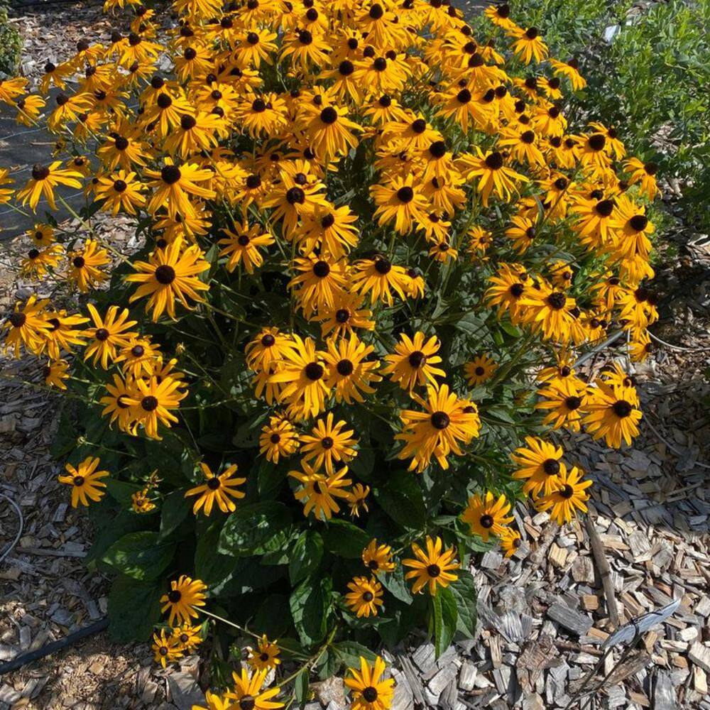0.65 Gal. Mega Millions Black-Eyed Susan (Rudbeckia Fulgida) Live Perennial Plant with Yellow Flowers - Hercitys
