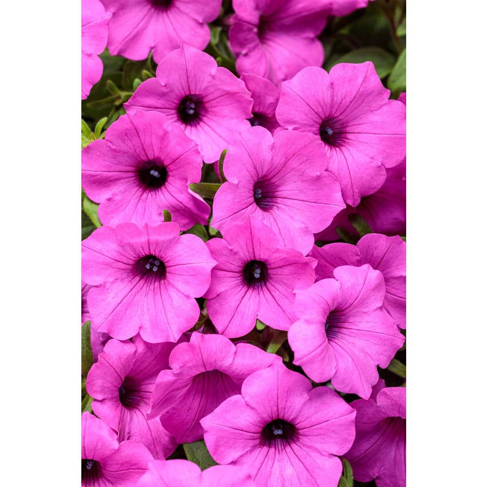 4.25 in. Grande Supertunia Vista Jazzberry (Petunia) Annual Live Plant with Bright Purple Flowers (4-Pack) - Hercitys