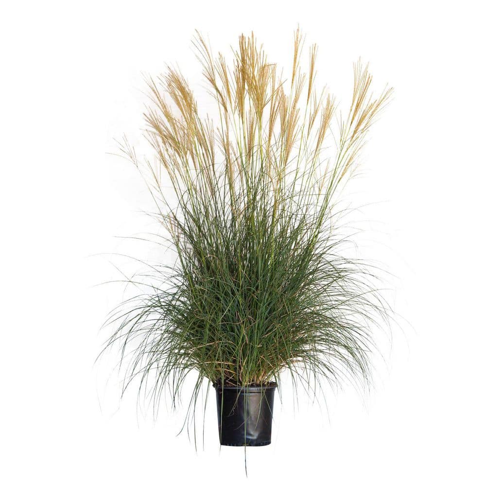 2.5 Gal. Adagio Miscanthus Grass (Dwarf Maiden Grass) Live Plant - Hercitys