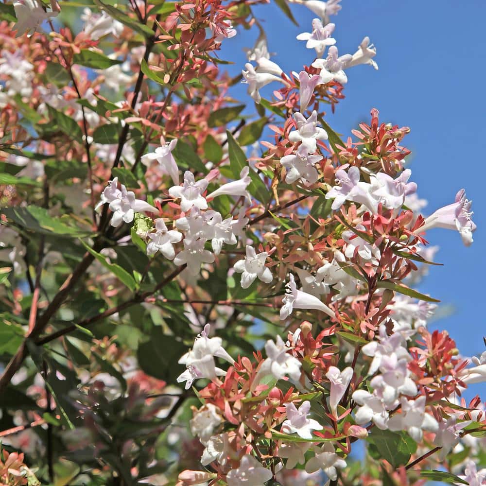 2.25 Gal. Abelia Rose Creek Flowering Shrub with White Blooms - Hercitys