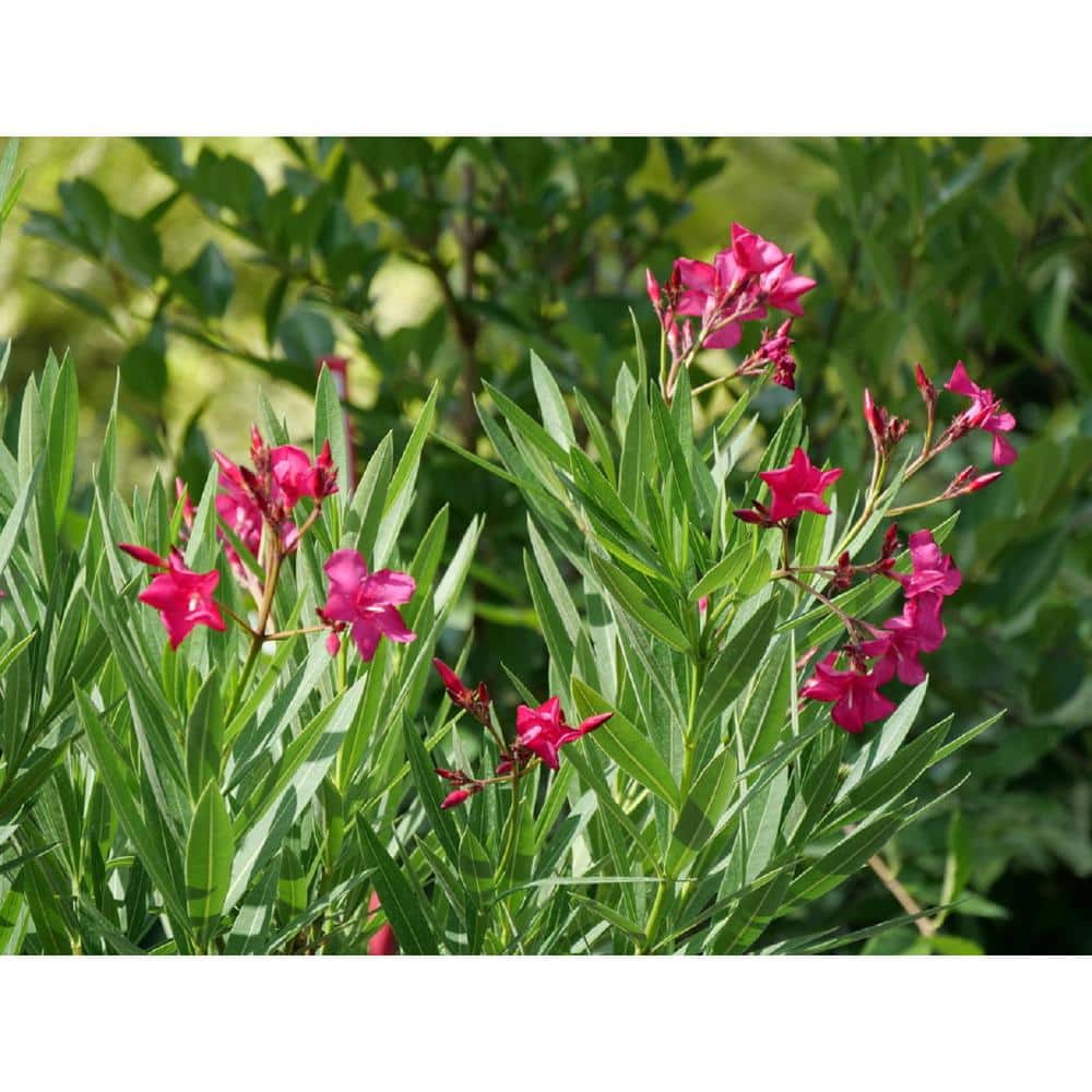 4.5 in. Quart Austin Pretty Limits Oleander (Nerium), Live Plant, Pink Flowers - Hercitys