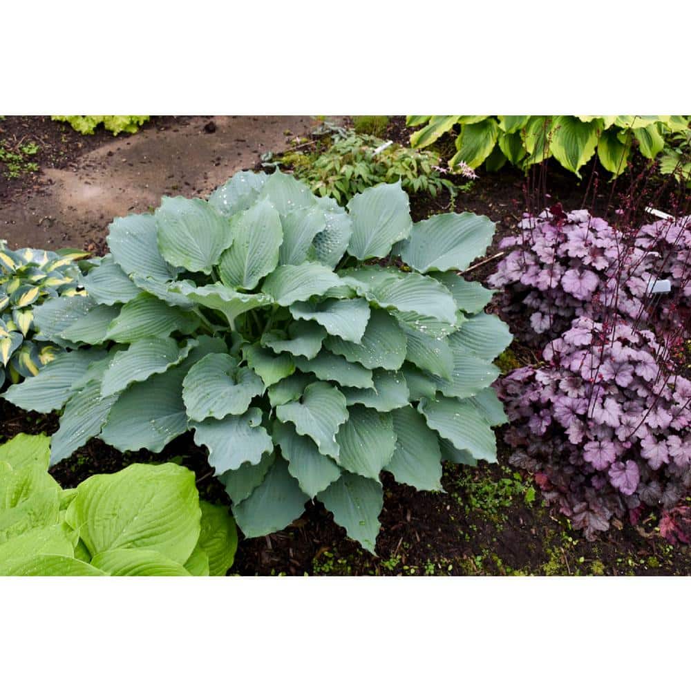 1 Gal. Shadowland Diamond Lake Hosta Live Flowering Shade Perennial Plant - Hercitys