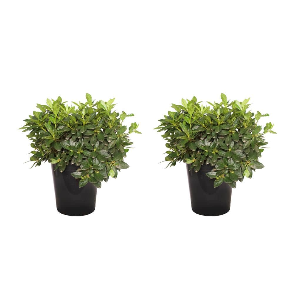 #5 Container Phoenicia Azalea Perennial Plant (2-Pack) - Hercitys