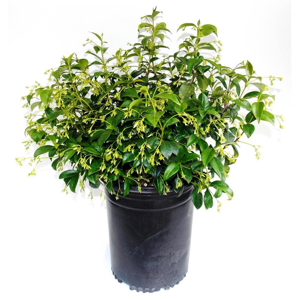 5 Gal. Star Jasmine (Bush) - Hercitys